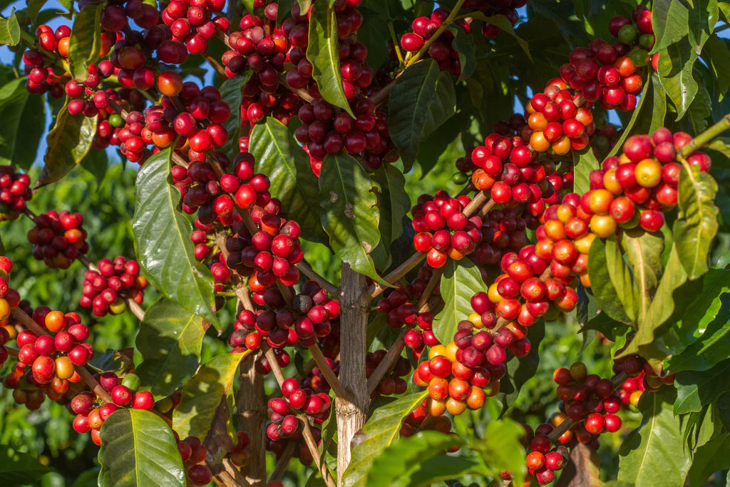 Coffee Cherries - A Best-Kept Secret